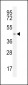 GPR142 Antibody (N-term)